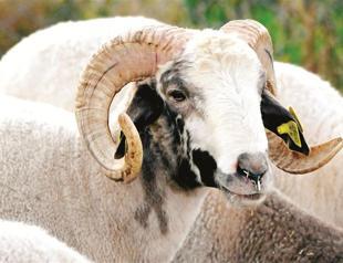 Kurban meat sold for profits hurts producers