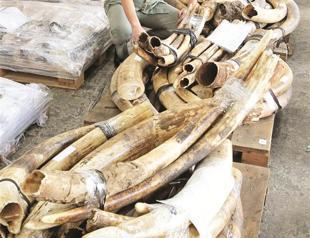 Hong Kong seizes illegal ivory tusks