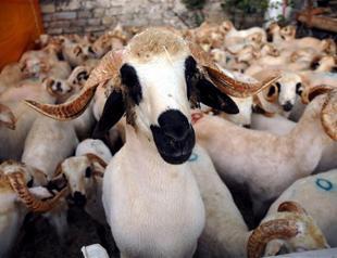 Sacrificial animals on sale on internet