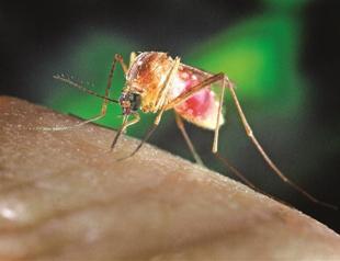 In Greece, mosquitoes bite back