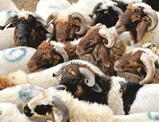 Measures taken for Eid al-Adha holiday