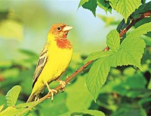 Bird species becomes extinct around Turkey