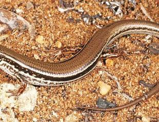 Newly found lizard fighting to survive