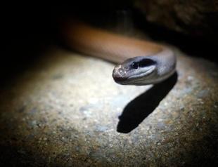 Snake venom could unlock disease cures: study