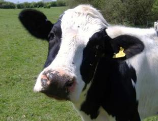 Turkish octogenarian caught with pants down with cow