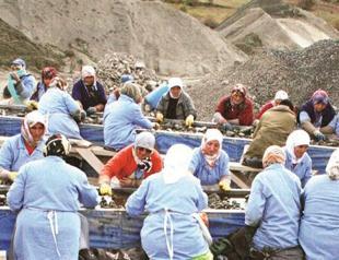 Seasonal workers face major problems