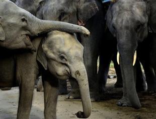 Elephant in South Korean zoo imitates human speech