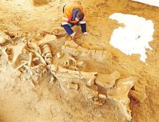 Mammoth preserved in Paris