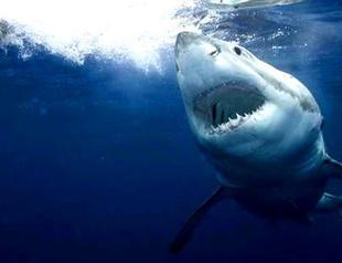 Australian state to hunt down great white sharks