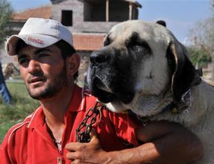 Anatolian dog to protect museums
