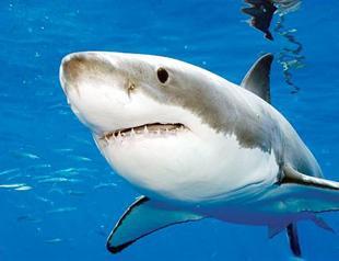 Shark brains may hold key to attacks