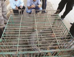 Crocodile captured in Gaza sewer