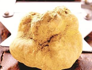 White truffles: The diamonds of the culinary world