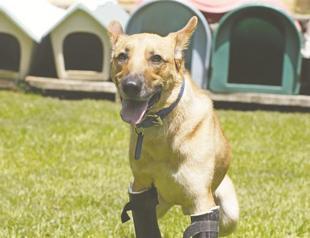 Dog gets prosthetic leg after gang abuse