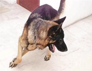 Dogs’ behaviors may shed light on OCD conditons