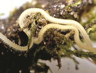 Leggiest creature in the world revealed