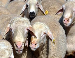 Shepherd faces fine for border crossing during search for lost sheep