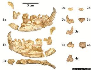 Oldest fossil of panda family found