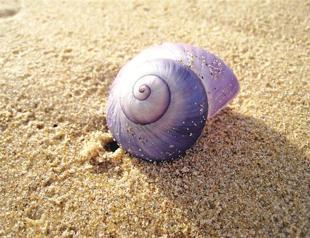 Sea snails show impact of more acidic ocean