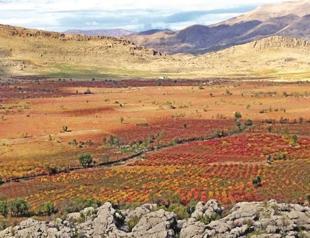 DNA sleuth hunts roots of wine in Anatolian region