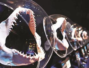 Shark world show opens at Trump