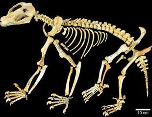 Turkey is Fossil of the Day in Doha