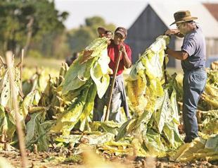 Tobacco companies told to admit ‘lying’