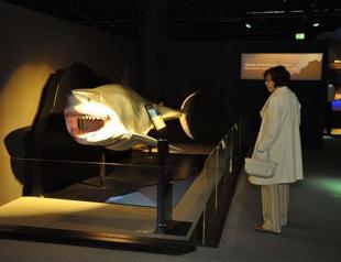 Shark world presented in city