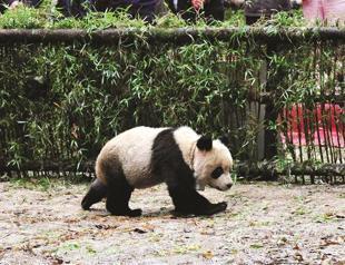 Trained panda released