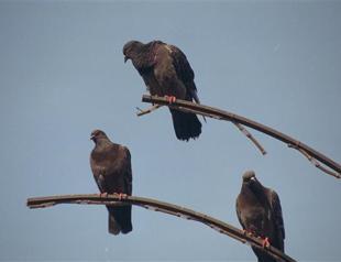 Unbreakable WWII code on pigeon skeletons leg