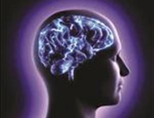 Scientists find origin of brain’s intelligence