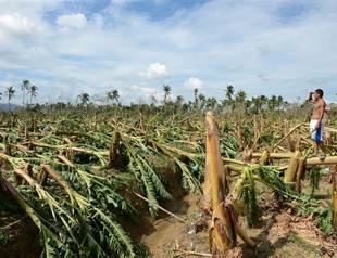 Typhoon destroys quarter of Philippine banana crop