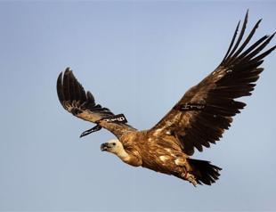 Sudan claims to have captured Israeli spy bird