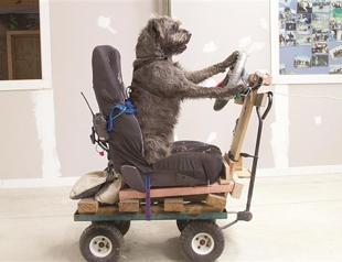 New Zealand dogs learning to drive