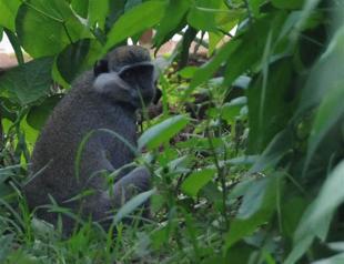 Escaped monkey injures two students in Kayseri