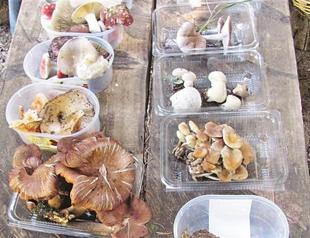 Lethal love of mushrooms