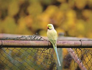 Istanbul home to Afro-Asian parrot species