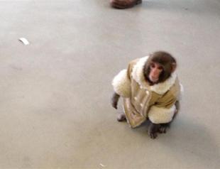 Stylish Canadian monkey triggers Internet frenzy