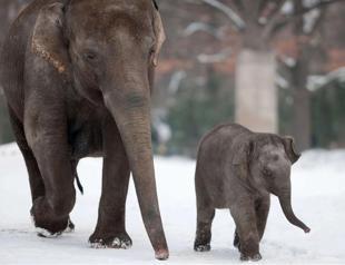 Elephants drink vodka to avoid freezing in Russia