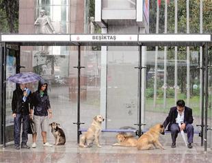 Istanbul to have ‘world’s biggest’ shelter for strays