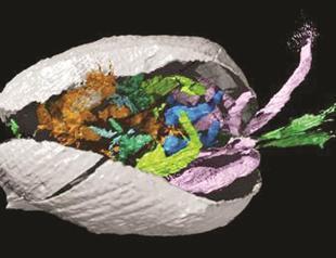 Rare animal fossil special for scientists