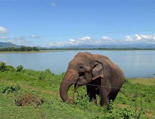 Nepal army hunts killer elephant: official