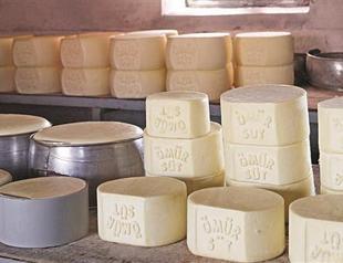 Finest ‘kaşar’ cheese in Turkey made in Kars