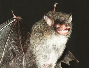 New species try to survive in forests