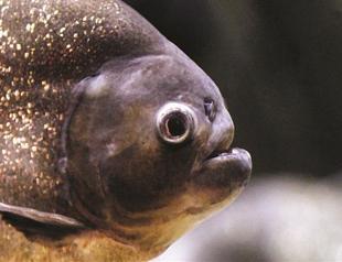 Piranha tops T Rex in the bite league