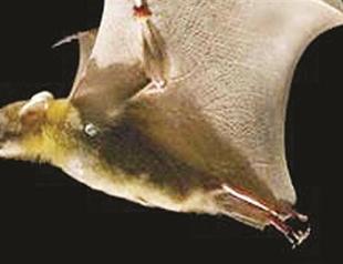 Bats hold key to long life, virus resistance