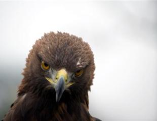 Video of eagle attacking toddler sparks online buzz