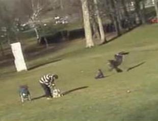 Video of eagle kidnapping baby revealed to be 3D animation school project