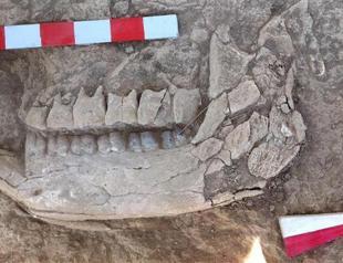 10 million year old rhino fossil found in Central Anatolia