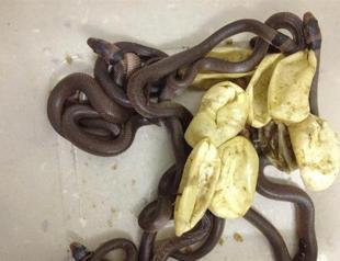 Australian boy’s egg collection turns into snakes